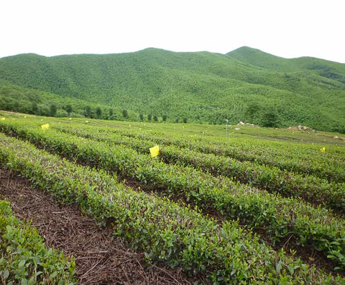 溧陽(yáng)天目湖白茶貴在哪兒？