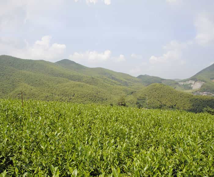 溧陽(yáng)白茶是啥茶？