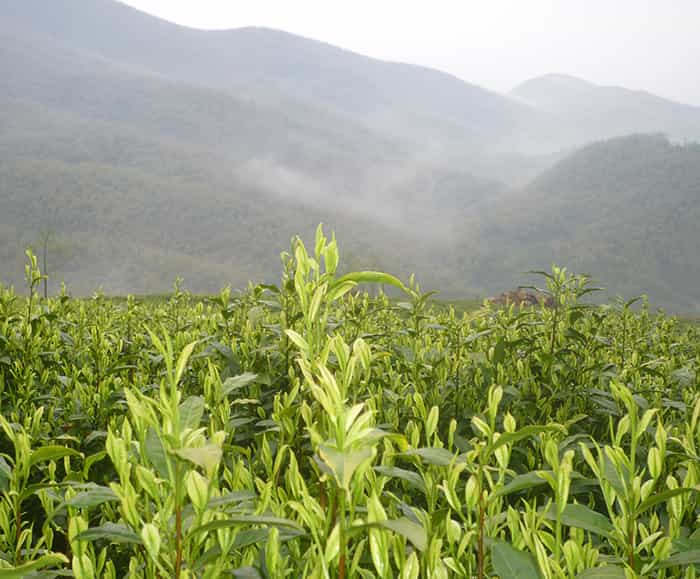 飲天目湖白茶的三流程：趣、神、味