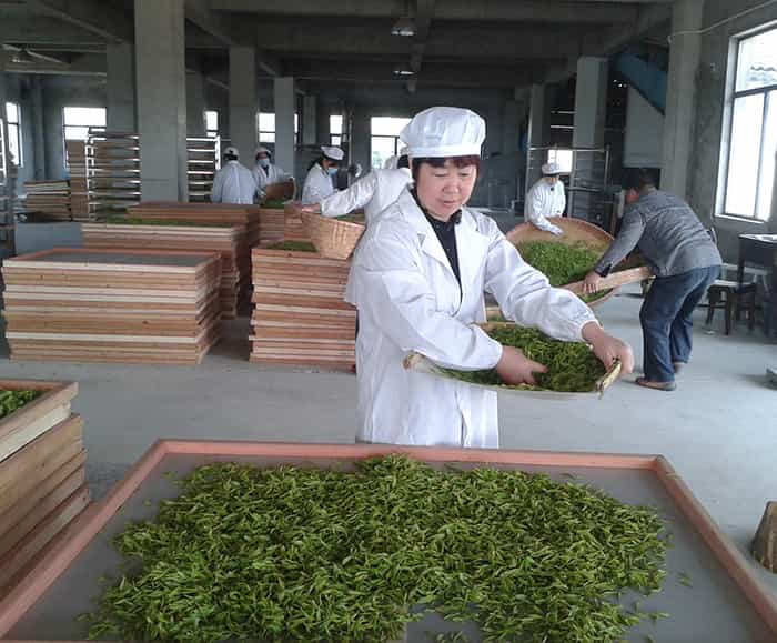 制茶車間現場