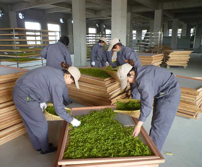 制茶車間現場